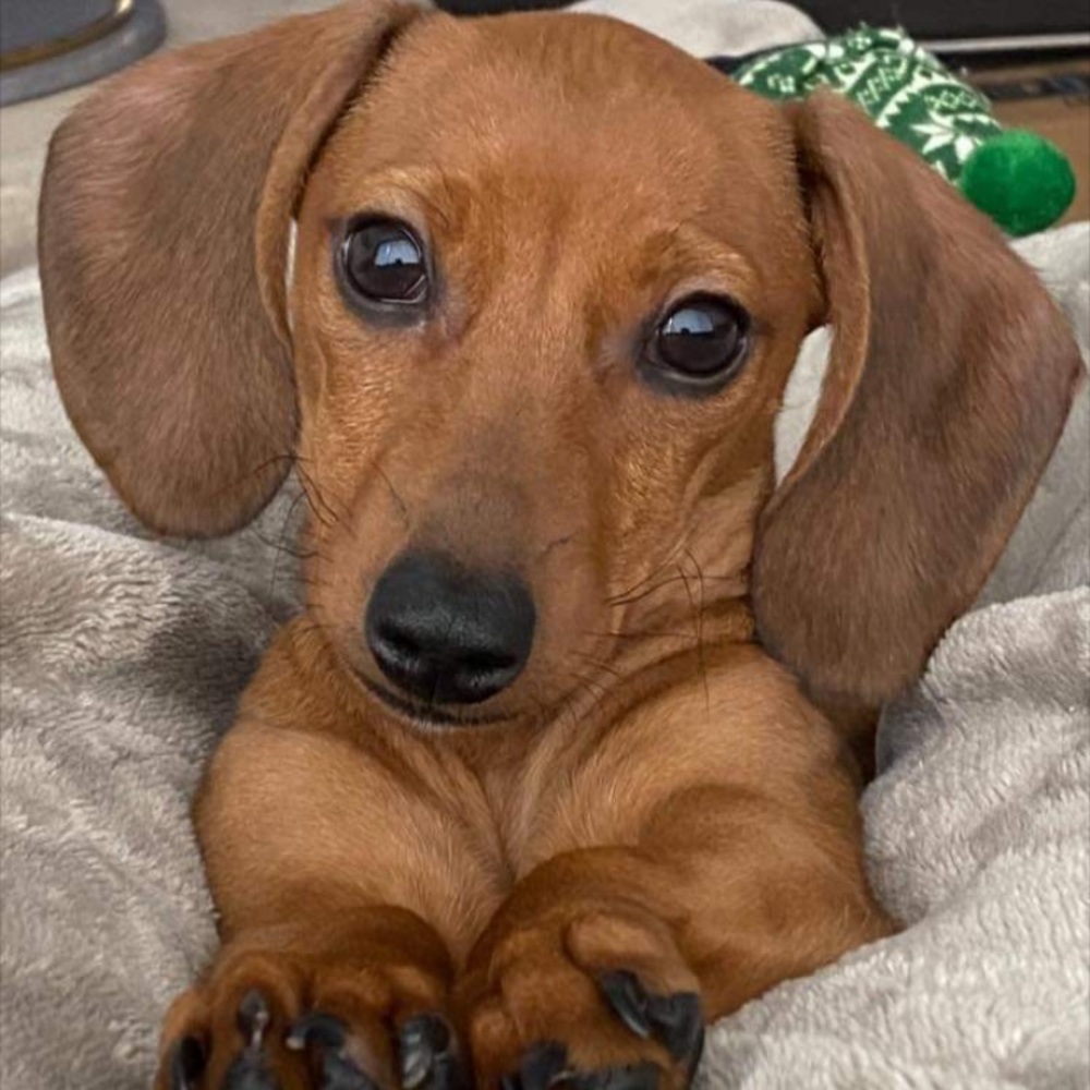 Meet your Posher, Rachel *I’m away until Sept.19th